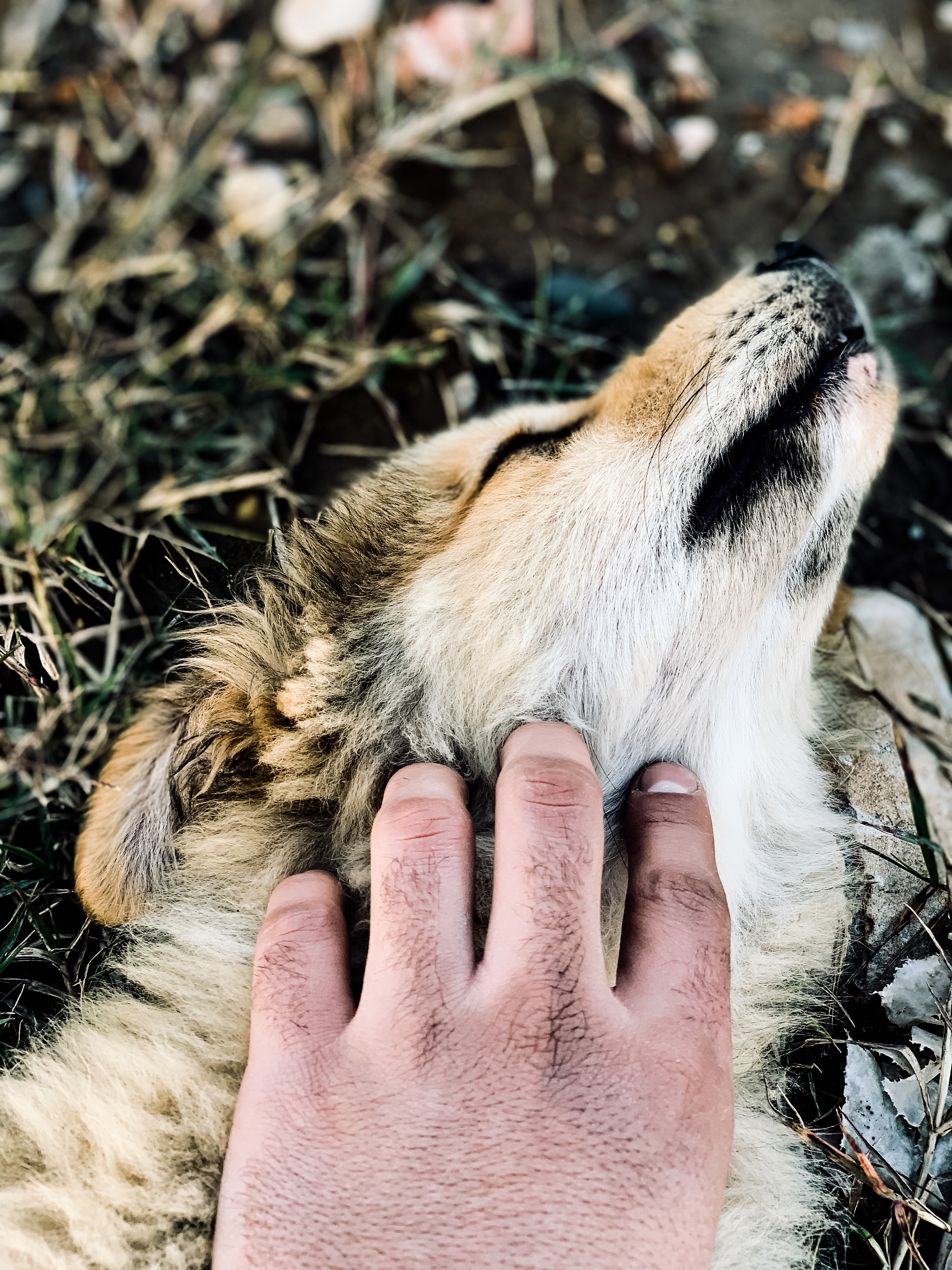 Magnétisme pour animaux